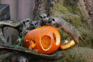 Mehr über den Artikel erfahren Unheimlich lecker! – Tierischer Grusel-Kürbis-Besuch im Erlebnis-Zoo Hannover