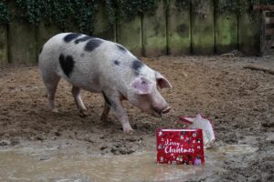 Mehr über den Artikel erfahren Eine Nase für Geschenke – Tierische Beschäftigungs-Bescherung im Erlebnis-Zoo Hannover