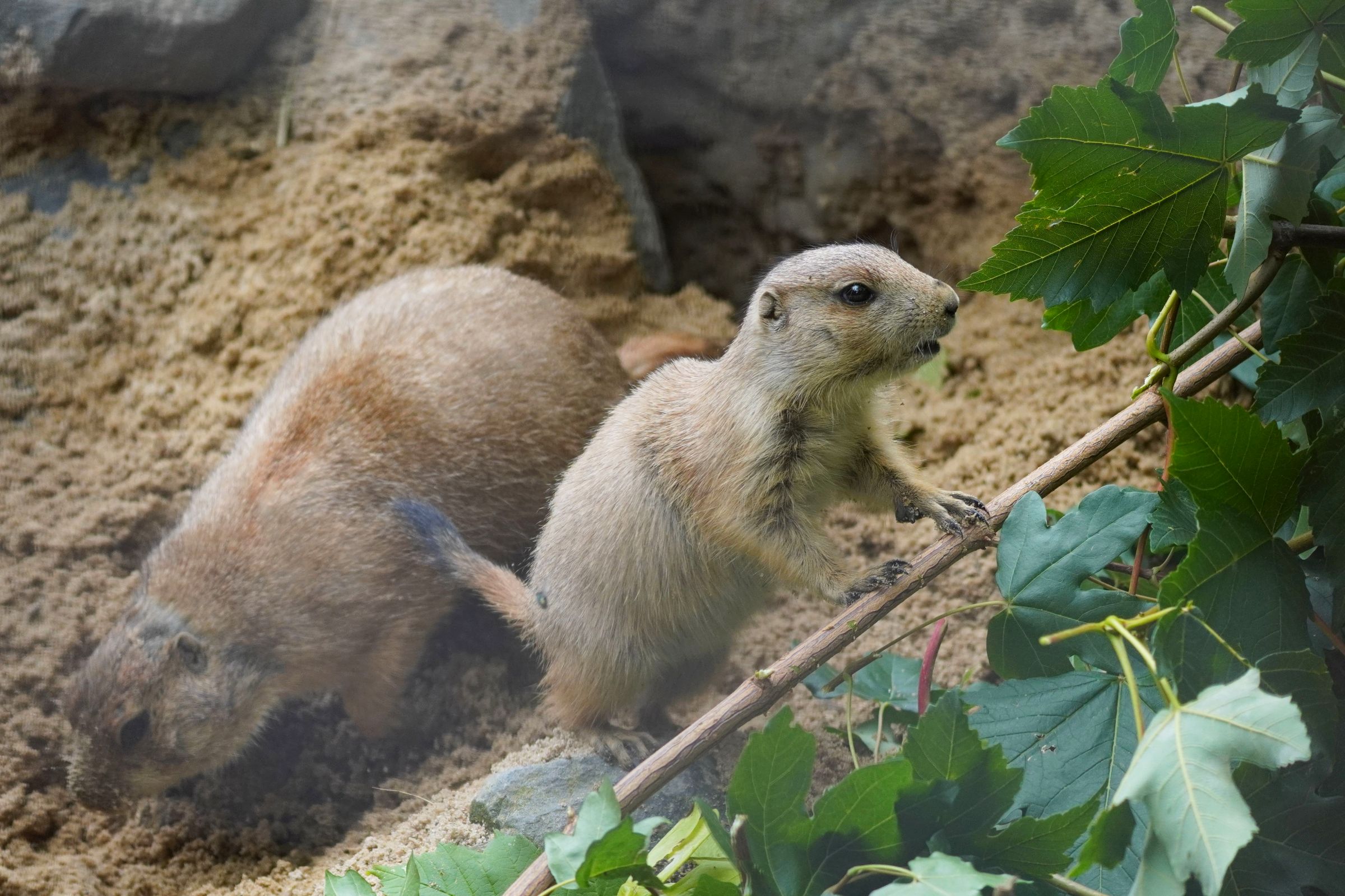 Mehr über den Artikel erfahren Fünf Mini-Buddler und ein goldenes Kalb