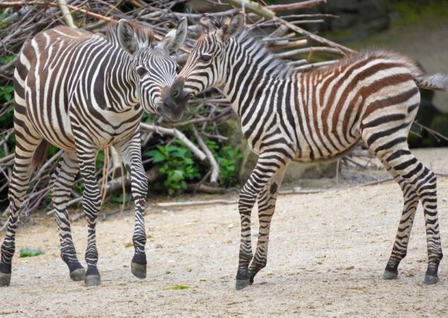 Gestreifter Neuzugang – Nachwuchs bei den Steppenzebras im Erlebnis-Zoo