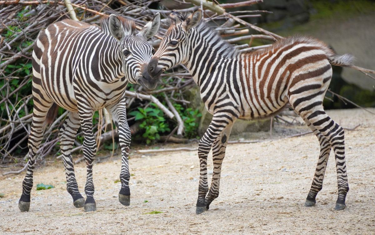 Mehr über den Artikel erfahren Gestreifter Neuzugang – Nachwuchs bei den Steppenzebras im Erlebnis-Zoo