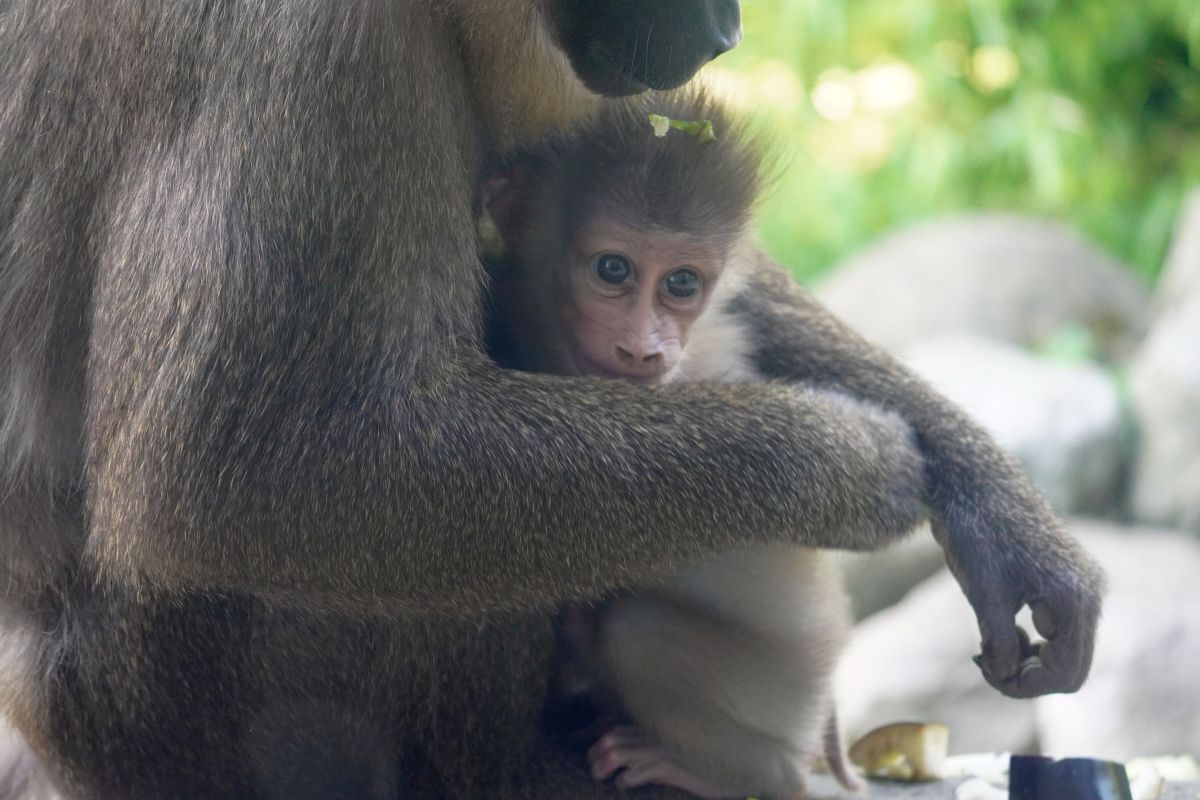 Mehr über den Artikel erfahren Rosa Gesichtchen gesichtet – Nachwuchs bei Drills und Brazza-Meerkatzen im Erlebnis-Zoo Hannover