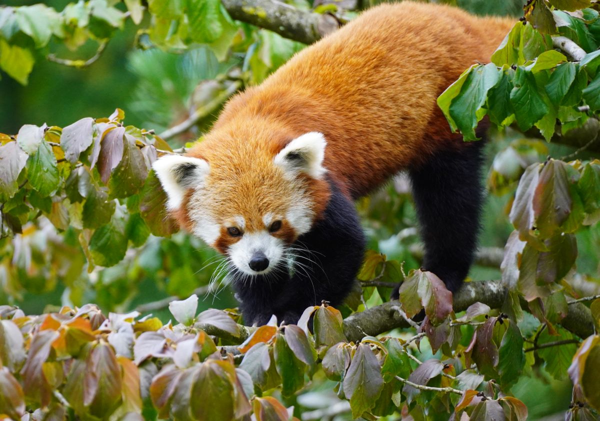 Mehr über den Artikel erfahren Zuhause in luftiger Höhe – Rote Pandas beziehen neuen Anlage im Erlebnis-Zoo Hannover